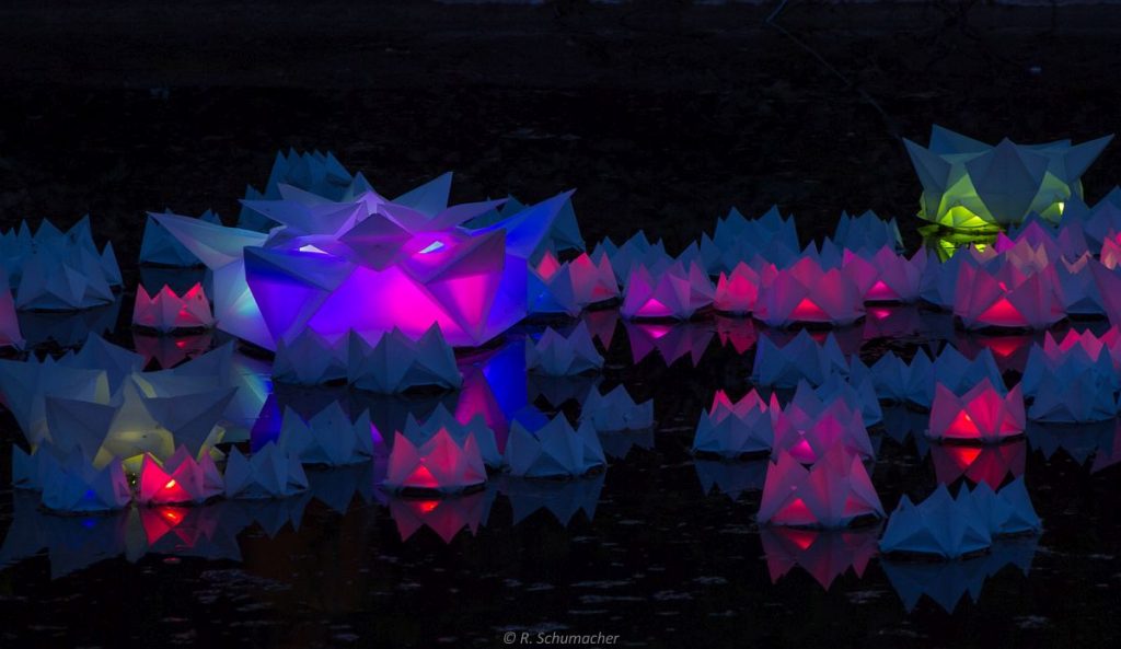 Water-lily-nation-1