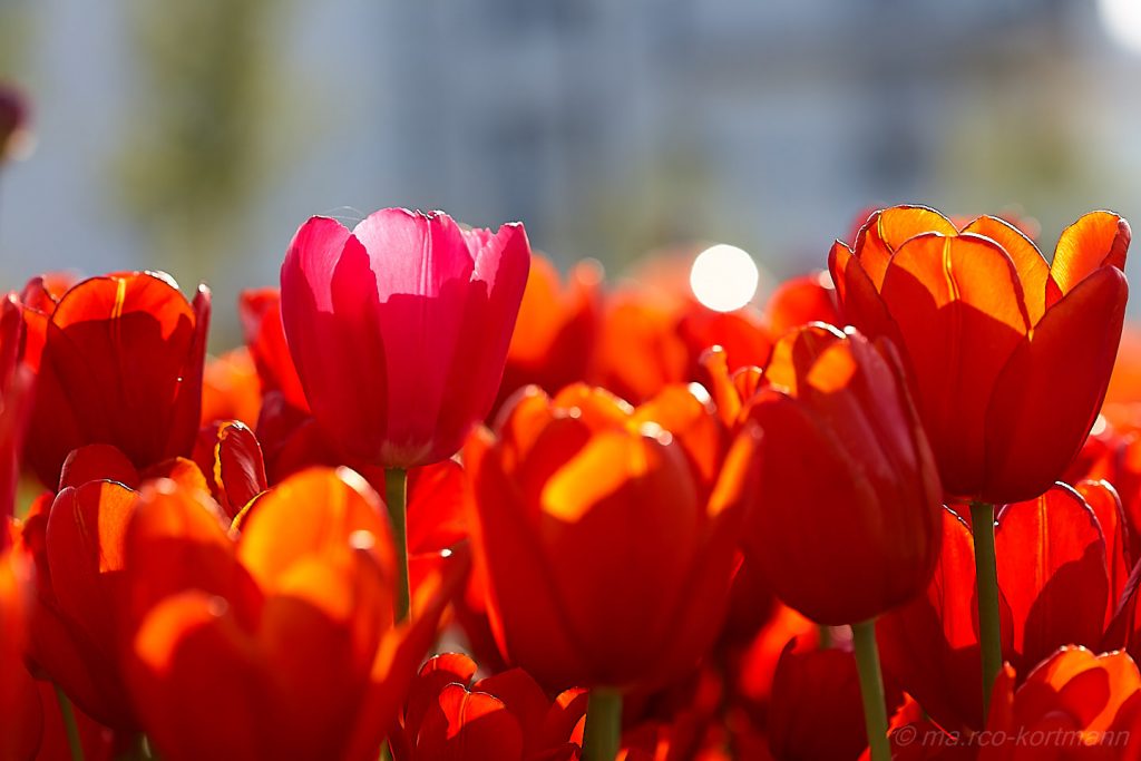 © ma.rco-kortmann